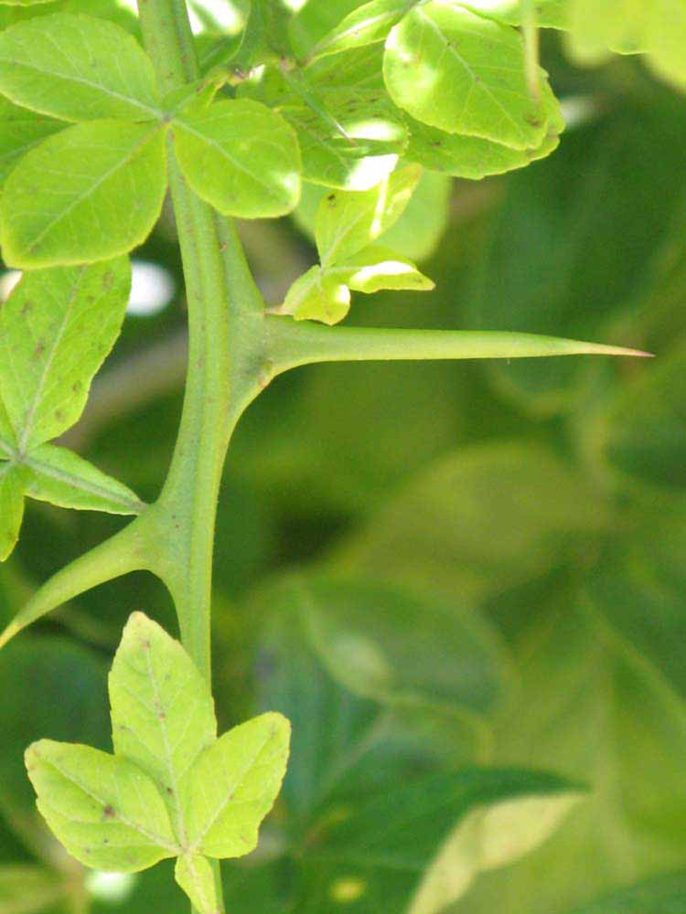            First year twig (Riverside, CA)   